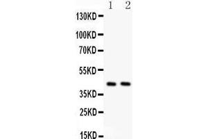 Western Blotting (WB) image for anti-Transmembrane Protein 173 (TMEM173) (AA 284-316), (C-Term) antibody (ABIN3043423)