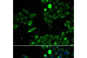 Immunofluorescence analysis of U2OS cells using UQCRFS1 Polyclonal Antibody (UQCRFS1 抗体)