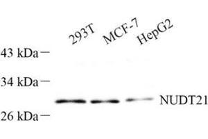 Western blot analysis of NUDT21 (ABIN7074927) at dilution of 1: 500 (NUDT21 抗体)