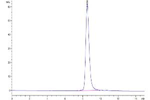 Size-exclusion chromatography-High Pressure Liquid Chromatography (SEC-HPLC) image for C-Type Lectin Domain Family 12, Member A (CLEC12A) (AA 65-265) protein (His-Avi Tag,Biotin) (ABIN7274358)