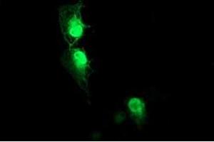 Anti-AIPL1 mouse monoclonal antibody (ABIN2455133) immunofluorescent staining of COS7 cells transiently transfected by pCMV6-ENTRY AIPL1 (RC204079). (AIPL1 抗体)