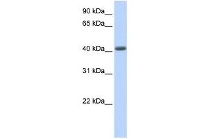 Western Blotting (WB) image for anti-Leucine Rich Repeat Containing 2 (LRRC2) antibody (ABIN2458674) (LRRC2 抗体)