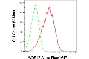 Flow cytometric analysis of WDR47 expression in HaCaT cells using WDR47 antibody (ABIN7800854), 1:2,000). (WDR47 抗体)