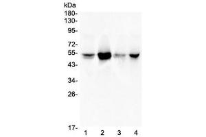 Western blot testing of human 1) A549, 2) Jurkat, 3) HeLa and 4) PANC-1 lysate with RbAp48 antibody at 0. (RBBP4 / RbAp48 / NURF55 抗体)