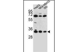 OR2T3 Antibody (C-term) (ABIN655863 and ABIN2845270) western blot analysis in HepG2,MDA-M,293 cell line lysates (35 μg/lane). (OR2T3 抗体  (C-Term))
