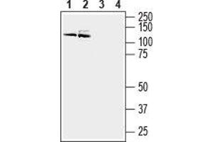 Western blot analysis of mouse (lanes 1 and 3) and rat (lanes 2 and 4) brain membranes: - 1,2. (ATP2B3 抗体  (Intracellular, N-Term))