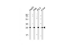All lanes : Anti-PS Antibody at 1:4000 dilution Lane 1: HepG2 whole cell lysate Lane 2: Hela whole cell lysate Lane 3: PC-3 whole cell lysate Lane 4: human liver lysate Lysates/proteins at 20 μg per lane. (PSMA5 抗体  (AA 1-241))