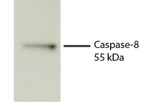 Total cell lysates from Jurkat cells were incubated with STS, resolved by electrophoresis, transferred to PVDF membrane, and probed with Rat Anti-Human Caspase-8-UNLB secondary antibody and chemiluminescent detection. (Caspase 8 抗体)