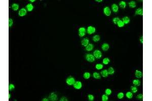 Image no. 2 for anti-Neurogenin 1 (NEUROG1) antibody (ABIN1499700) (Neurogenin 1 抗体)
