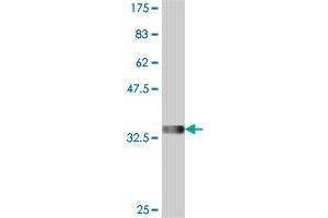 Western Blot detection against Immunogen (34. (CHODL 抗体  (AA 23-94))
