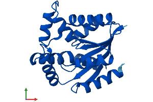 AlphaFold protein structure predicition of Mouse Recombinant Cmpk1 Protein, UniprotID Q9DBP5