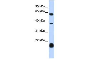 Western Blotting (WB) image for anti-Serotonin Receptor 3E (HTR3E) antibody (ABIN2458154) (HTR3E 抗体)