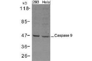 Western blot analysis of extracts from 293 and Hela cells using Caspase 9. (Caspase 9 抗体  (AA 301-305))