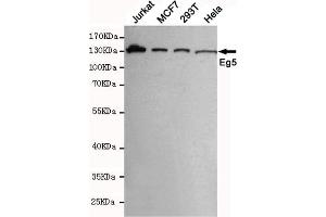 Western blot detection of Eg5 in MCF7,293T,Jurkat and Hela cell lysates using Eg5 mouse mAb (1:1000 diluted). (KIF11 抗体)