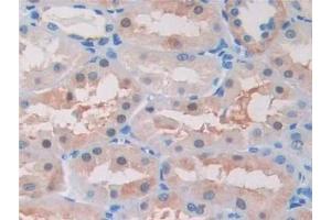 Immunohistochemistry (IHC) image for anti-beta-Site APP-Cleaving Enzyme 2 (BACE2) (AA 230-396) antibody (ABIN7434101)