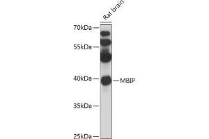 Western blot analysis of extracts of Rat brain, using MBIP antibody (ABIN7268400) at 1:1000 dilution. (MBIP 抗体  (AA 1-344))