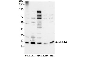 Western Blotting (WB) image for anti-Ubiquitin-Like 4A (UBL4A) (AA 25-75) antibody (ABIN7452988)