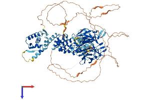 Kelch-Like 29 (KLHL29) (AA 1-875) protein (His tag)