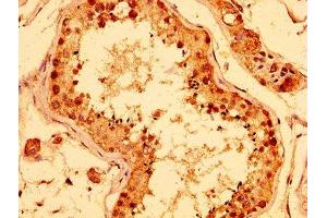 IHC image of ABIN7142343 diluted at 1:400 and staining in paraffin-embedded human testis tissue performed on a Leica BondTM system. (ERI1 抗体  (AA 2-66))