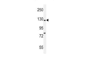Kif5C-2 Antibody (ABIN655993 and ABIN2845375) western blot analysis in mouse brain tissue lysates (35 μg/lane). (KIF5C 抗体)