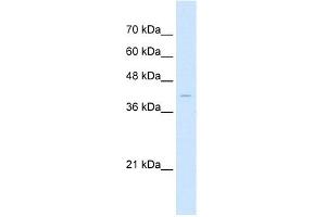 Western Blot showing Arrestin B2 antibody used at a concentration of 1 ug/ml against HepG2 Cell Lysate (Arrestin 3 抗体  (Middle Region))