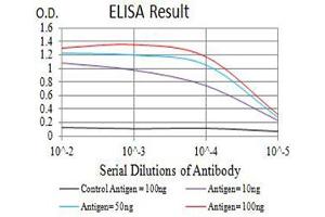 Black line: Control Antigen (100 ng),Purple line: Antigen (10 ng), Blue line: Antigen (50 ng), Red line:Antigen (100 ng) (ATG4C 抗体  (AA 321-458))