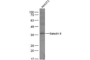 NIH/3T3 lysates probed with Galectin 9 Polyclonal Antibody, Unconjugated  at 1:500 dilution and 4˚C overnight incubation. (Galectin 9 抗体  (AA 51-150))