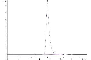 The purity of Human CD2/SRBC is greater than 95 % as determined by SEC-HPLC.