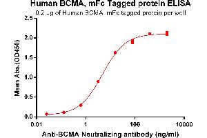 ELISA plate pre-coated by 2 μg/mL (100 μL/well) Human BCMA, mFc tagged protein (ABIN6961108) can bind Anti-BCMA Neutralizing antibody in a linear range of 0.