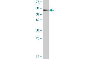 Western Blot detection against Immunogen (74. (BAG5 抗体  (AA 1-447))