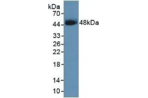 Western Blotting (WB) image for anti-serpin Peptidase Inhibitor, Clade B (Ovalbumin), Member 3 (SERPINB3) (AA 1-210) antibody (ABIN7442831)