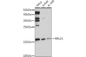 Western blot analysis of extracts of various cell lines, using RPL35 Rabbit pAb (ABIN7270004) at 1:1000 dilution. (RPL35 抗体  (AA 50-120))