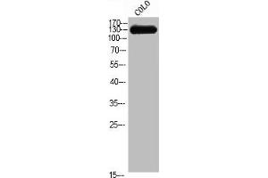 Western Blot analysis of COLO cells using CEP135 Polyclonal Antibody (CEP135 抗体  (C-Term))