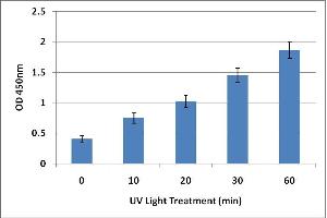 DNA Damage Induced by UV Light. (UV-Induced DNA Damage ELISA 试剂盒)