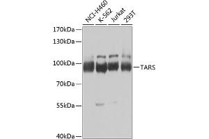 Western blot analysis of extracts of various cell lines, using TARS Antibody (ABIN6132713, ABIN6148858, ABIN6148859 and ABIN6222758) at 1:1000 dilution. (TARS 抗体  (AA 1-230))
