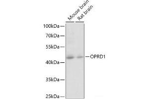 Western blot analysis of extracts of various cell lines using OPRD1 Polyclonal Antibody at dilution of 1:1000. (OPRD1 抗体)
