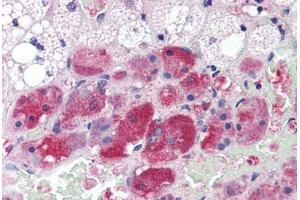 Human Adrenal (formalin-fixed, paraffin-embedded) stained with Calmodulin antibody ABIN364349 at 10 ug/ml followed by biotinylated anti-mouse IgG secondary antibody ABIN481714, alkaline phosphatase-streptavidin and chromogen. (Calmodulin 1 抗体  (AA 1-149))