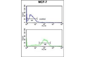 Flow cytometry analysis of MCF-7 cells using DAGLB Antibody (Center) Cat. (DAGLB 抗体  (Middle Region))