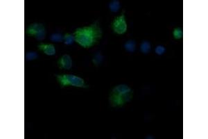 Immunofluorescence (IF) image for anti-T-cell surface glycoprotein CD1c (CD1C) antibody (ABIN1497187)