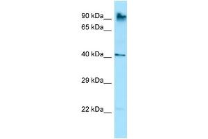 Host: Rabbit Target Name: Rnf190 Antibody Dilution: 1. (MARCH10 抗体  (C-Term))