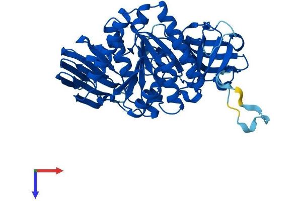 CLP1 Protein (AA 1-425) (His tag)