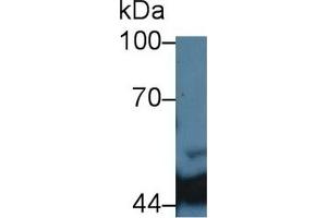Detection of IDH1 in Porcine Liver lysate using Monoclonal Antibody to Isocitrate Dehydrogenase 1, Soluble (IDH1) (IDH1 抗体  (AA 74-333))