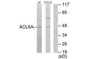 Western blot analysis of extracts from Jurkat cells and COLO205 cells, using ACL6A antibody. (BAF53A 抗体)