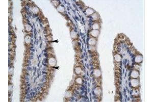 Image no. 1 for anti-Paired-Like Homeodomain 2 (PITX2) (AA 20-69) antibody (ABIN202245) (PITX2 抗体  (AA 20-69))