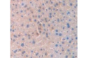 IHC-P analysis of Mouse Tissue, with DAB staining. (SERPINC1 抗体  (AA 33-465))