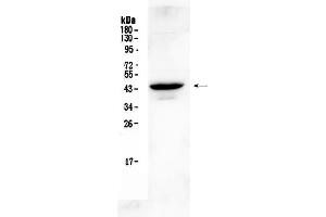 Western blot analysis of Connexin 45/GJA7  using anti- Connexin 45/GJA7  antibody . (GJC1 抗体  (N-Term))