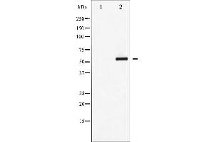 Western blot analysis of MEF2A phosphorylation expression in PMA treated NIH-3T3 whole cell lysates,The lane on the left is treated with the antigen-specific peptide.