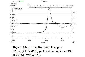 Image no. 1 for Thyroid Stimulating Hormone Receptor (TSHR) (AA 22-413) protein (His tag) (ABIN3134134)