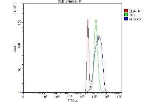 anti-Acyl-CoA Synthetase Medium-Chain Family Member 3 (ACSM3) (AA 182-468) antibody