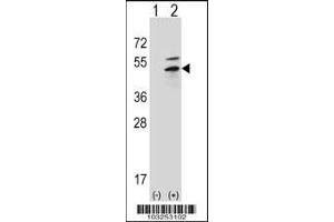 Western blot analysis of PRKAR2B using rabbit polyclonal PRKAR2B Antibody (G46) using 293 cell lysates (2 ug/lane) either nontransfected (Lane 1) or transiently transfected (Lane 2) with the PRKAR2B gene. (PKA 2 beta (AA 32-62), (N-Term) 抗体)